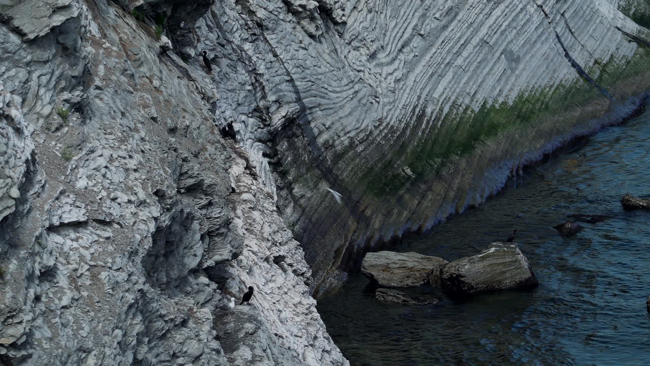 los pájaros negros bebés anidan en un acantilado rocoso sobre aguas tranquilas mientras las gaviotas vuelan y luego aterrizan en el parque nacional de forillon, canadá