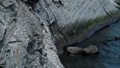 Schwarze-Vogelbabys-Nisten-Auf-Felsigen-Meeresklippen-über-Ruhigem-Wasser,-Während-Möwen-Vorbeifliegen-Und-Dann-Im-Forillon-Nationalpark,-Kanada,-Landen