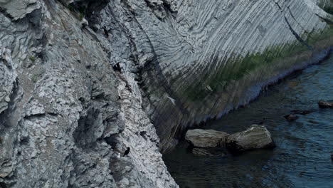 baby black birds nest on rocky ocean cliff above calm water while seagulls soar by and then land in forillon national park, canada