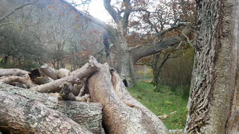 Broken-Autumn-forest-woodland-stacked-tree-trunk-logs-seasonal-nature-fall-foliage-wilderness-dolly-right