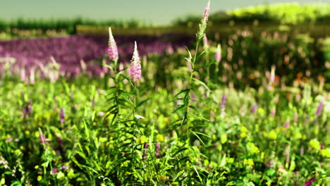 vibrant flower field showcasing pink and purple blossoms in sunlight
