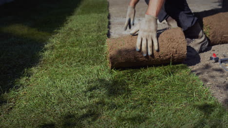 a team of workers lays a rolled lawn in the yard of the house