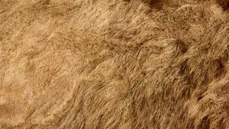 overhead aerial footage of tall grass in a wetland near the fraser river in mission, bc, canada