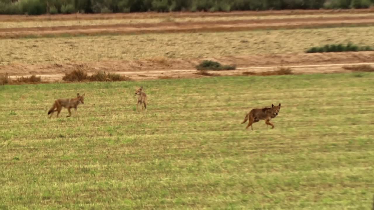 coyotes aullando se muestran en un campo en una granja con balas de heno en américa del norte