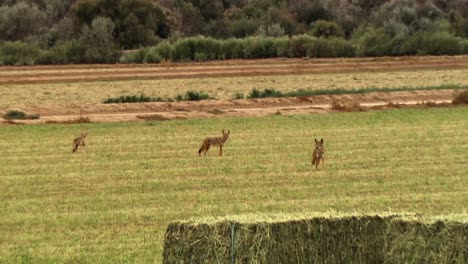 Coyotes-Aulladores-Se-Muestran-En-Un-Campo-En-Una-Granja-Con-Fardos-De-Heno-En-América-Del-Norte