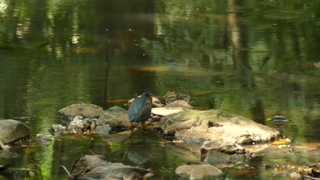 Black-bird-resting-on-a-rock-by-a-clear-lake-in-the-jungle