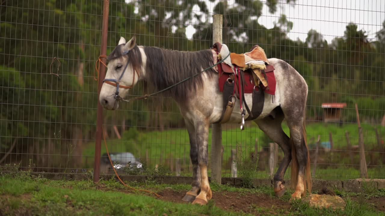 Horse tied to a post with saddle and bridle in rural Brazilian countryside