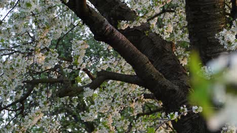 flowering sweet cherry trees