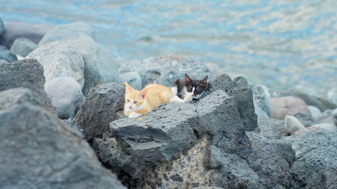 두 마리의 방랑 고양이가 바가의 바위 위에 누워서 주변을 둘러보며 정적 손잡이를 들고 있다.