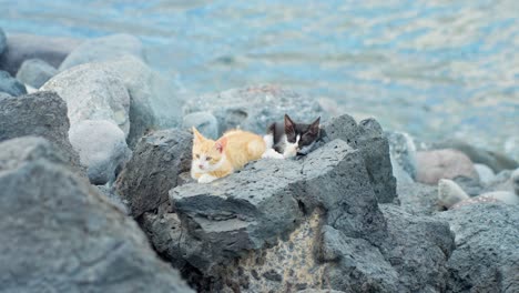 two stray cats lying down resting on rocks at the seashore while looking around, static handheld