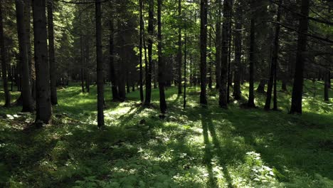 Una-Hermosa-Escena-Del-Bosque-En-Verano