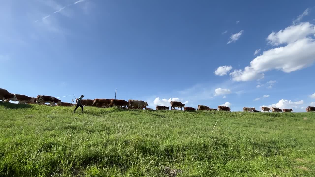 tranquil and serine Low-angle view of cattle herded across green pasture under a clear blue sky