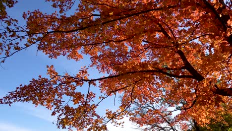 orange autumn leaves blowing on windy cloudy blue sky 4k