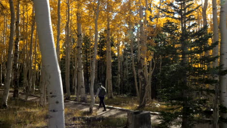 Woman-Hiking-Path-through-Yellow-Leaf-Aspen-Trees-During-Autumn-with-Changing-Colors