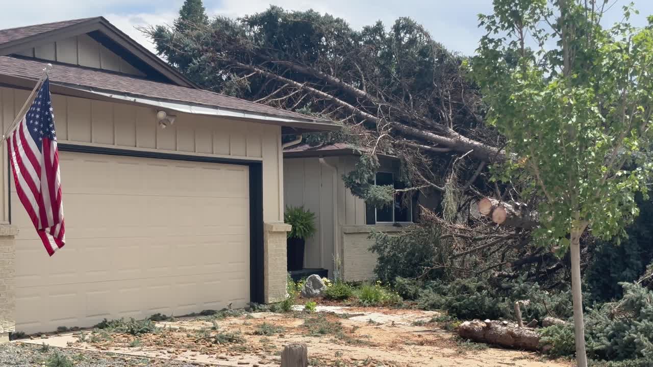 This giant pine tree fell onto a Centennial Colorado home in July causing catastrophic damages. It was blown over by a gusty windstorm