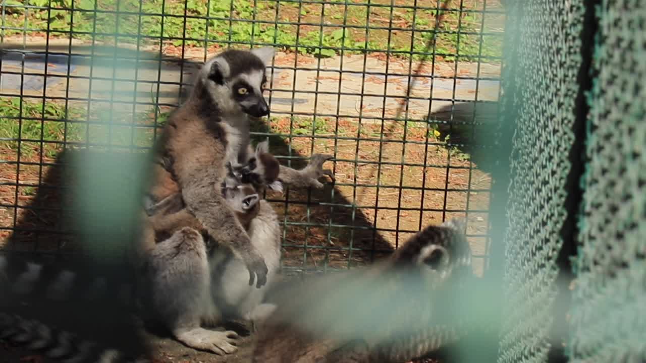 Ring-tailed Lemur Family with Babies in Enclosure