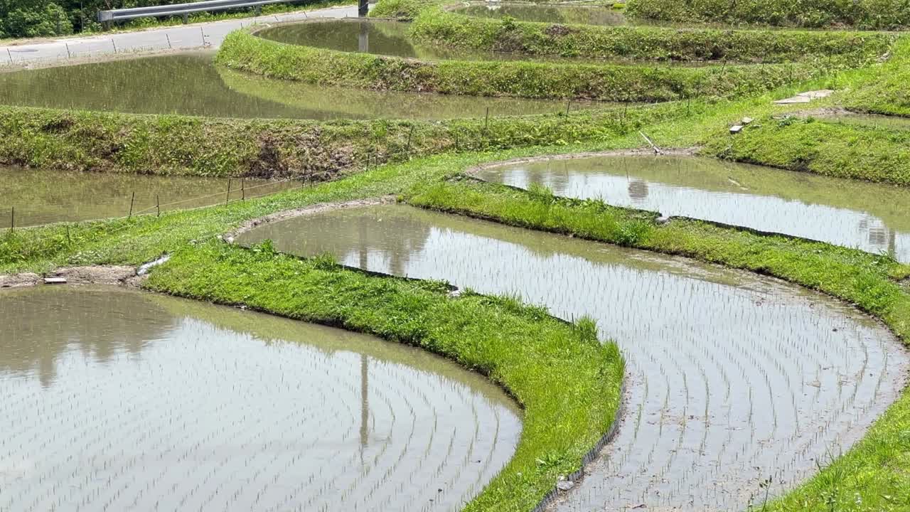 un pueblo agrícola asiático en pleno verano, un cielo azul claro y campos de arroz en terrazas.