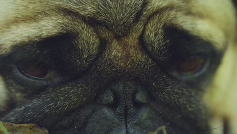 face and eyes close up of a sad pug dog pet, macro closeup of an expressive fawn pug