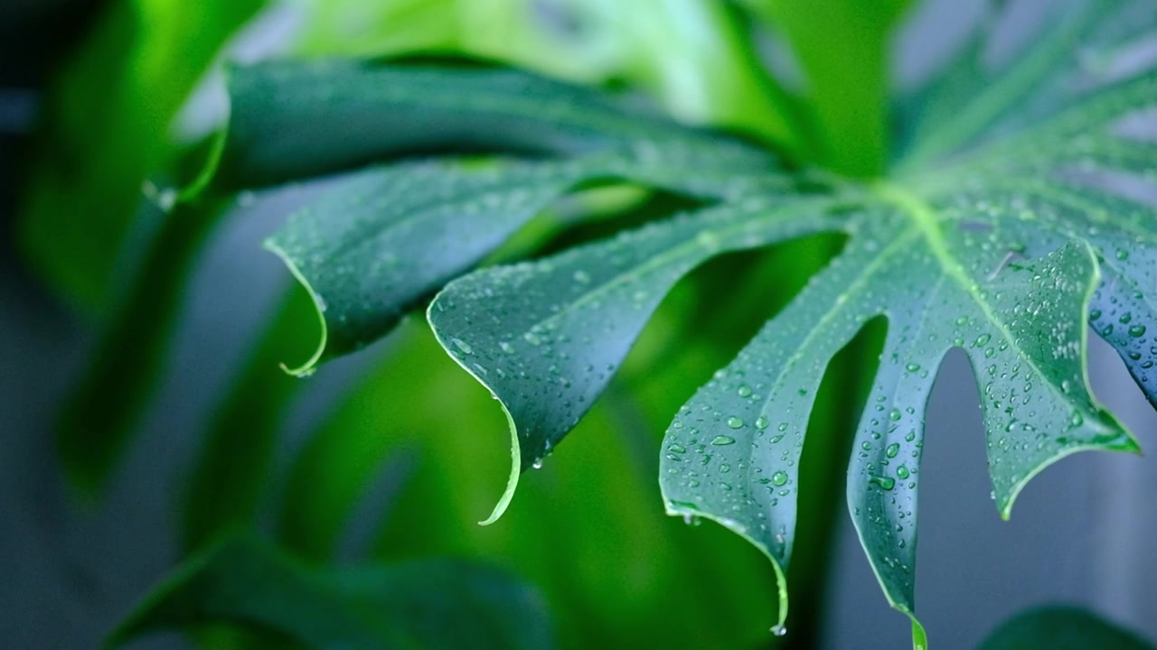 Foglie rigogliose di monstera in verde scuro e chiaro coperte di goccioline d'acqua.