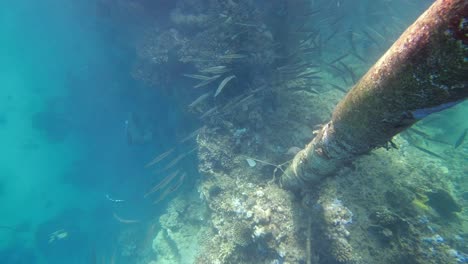 Bandada-De-Pequeños-Peces-Tropicales-Nadando-Sobre-El-Arrecife-Oral-En-El-Agua-Del-Mar-Rojo-Egipto