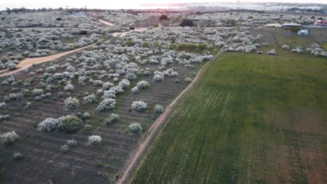 drones paisaje aéreo paisaje arbusto plantas arbusto campo agricultura naturaleza prado tierras de cultivo campo portugal europa 4k