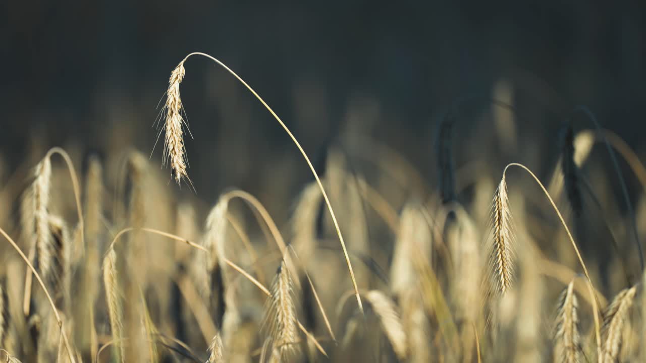 Golden-yellow ripe ears of wheat in the farmfield