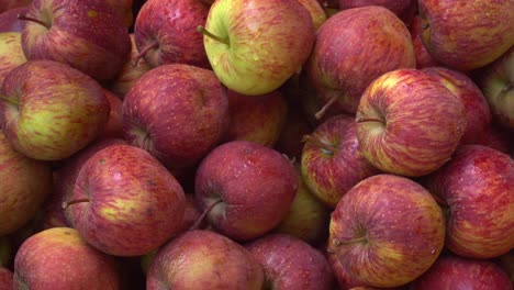 debido a la presencia de fitoquímicos en las manzanas, han cobrado especial importancia en el organismo humano