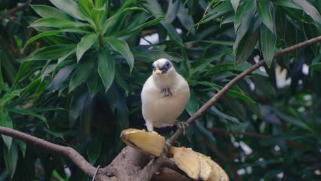 Bali-Myna-Bird-Pecking-Banana-Sitting-on-Tree-Twig---Leucopsar-rothschildi-or-Rothschild's-Mynah,-Bali-Starling,-locally-known-as-Jalak-Bali,-close-up-slow-motion