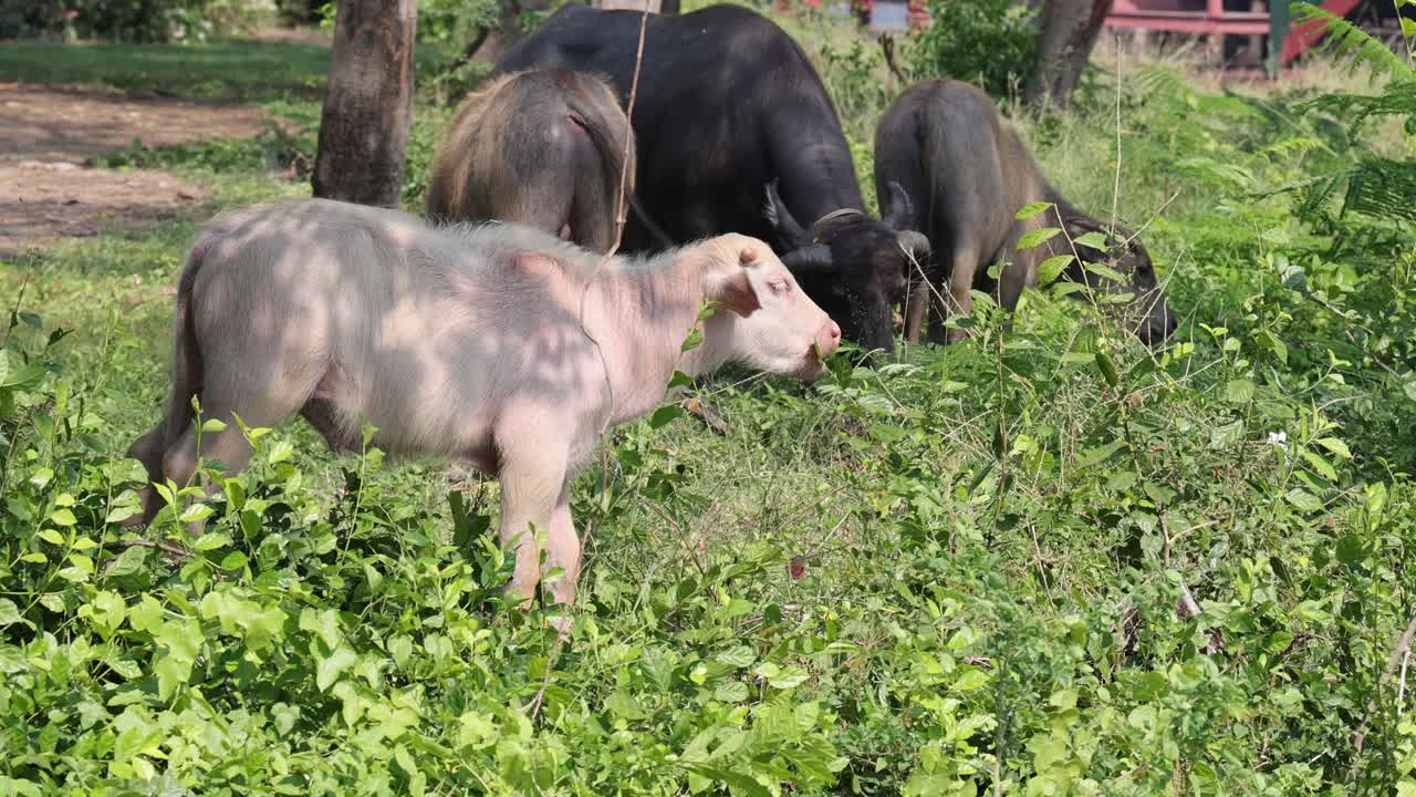돼지와 버팔로가 야외에서 평화롭게 공존하고 있습니다.