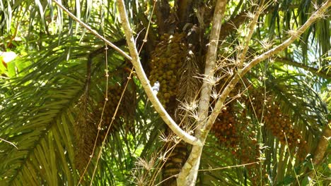 Small-Black-Breasted-Puffbird-in-tree-branch-in-tilting-up-view