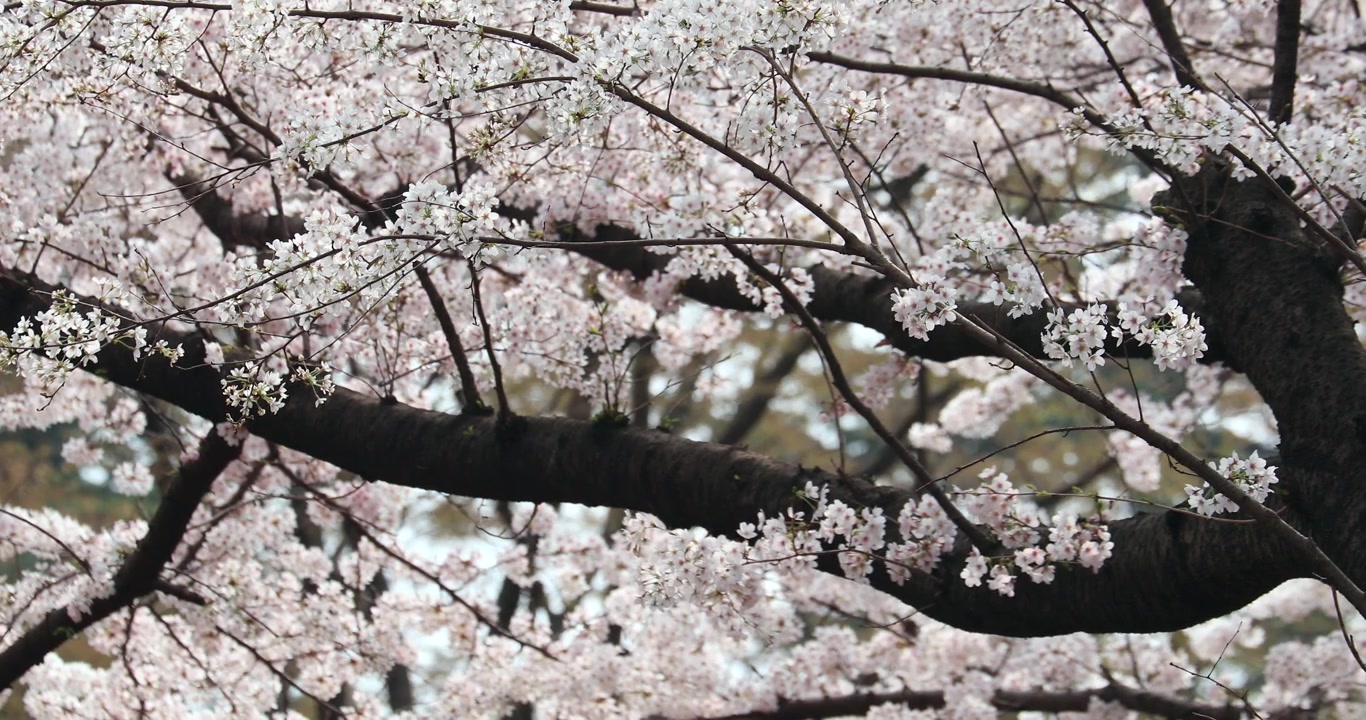 Fiori di ciliegio in piena fioritura a Tokyo, Giappone