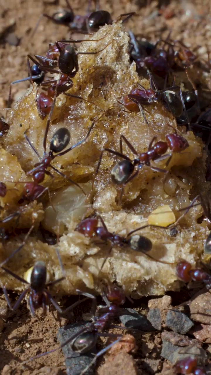Macro primo piano di formiche Iridomyrmex purpureus che lavorano insieme su un avanzo di cibo, luce naturale del giorno, inquadratura statica.