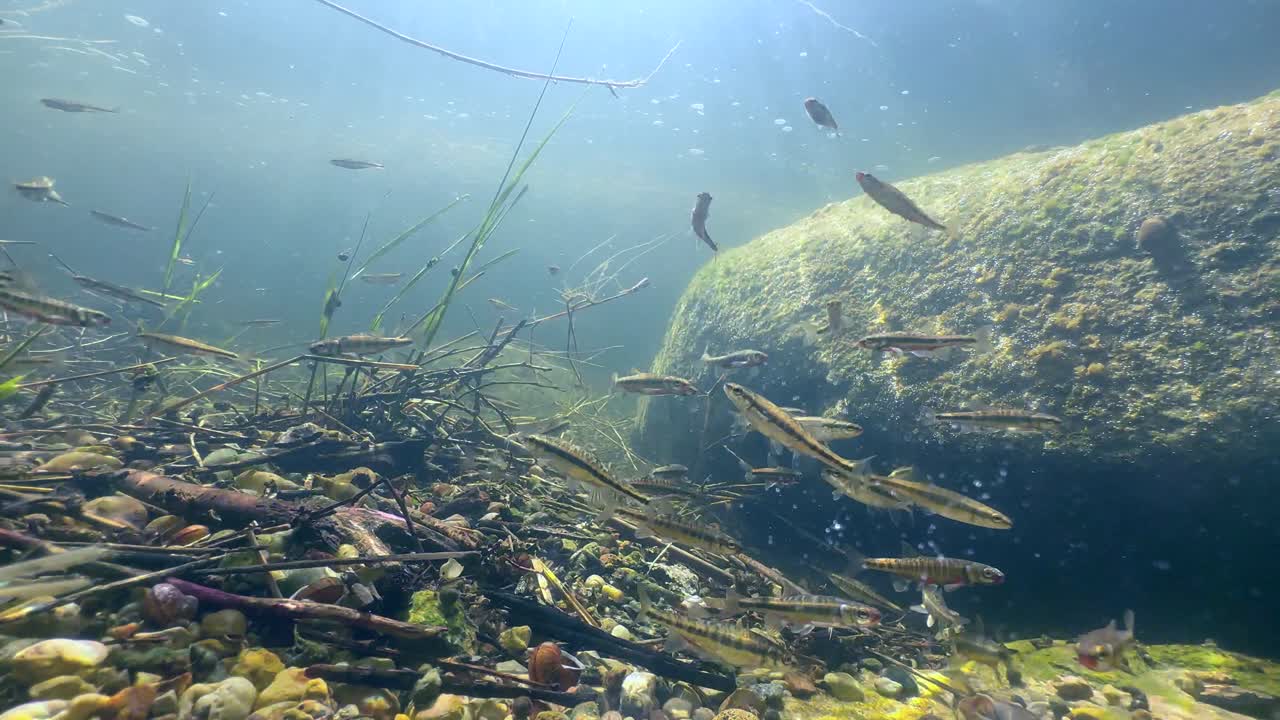 Eurasian minnows have gathered in a shallow river for the spawning period. Estonia.