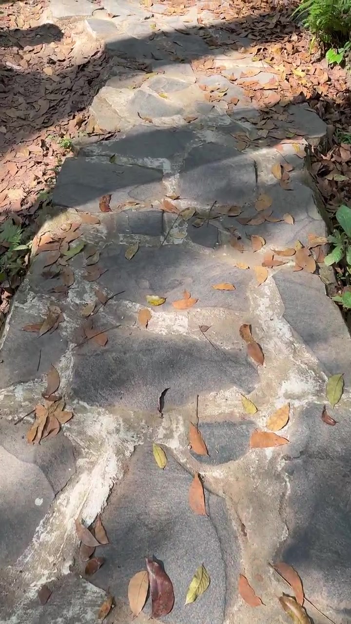 Walking Along a Stone Path Covered in Fallen Autumn Leaves