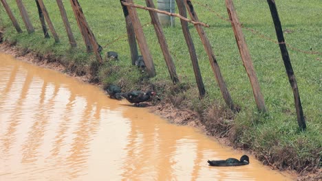 Medium-Shot-of-Ducks-in-a-Muddy-Pond