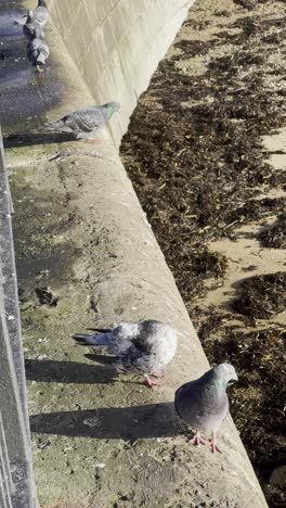flock of pigeons hanging on coastal wall over beach in bright sunlight - north tyneside, uk [portrait video]