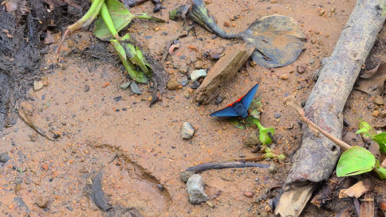 Blue and red butterfly on damp, muddy lake shore with leaves, twigs, and stones in Mexico