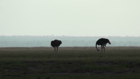 two ostriches stand in silhouette on the plains of africa