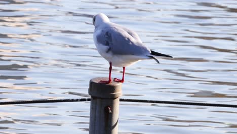 seagull preening and looking around