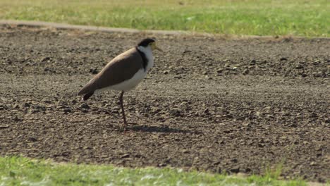Masked-Lapwing-Plover-Hopping-On-One-Leg