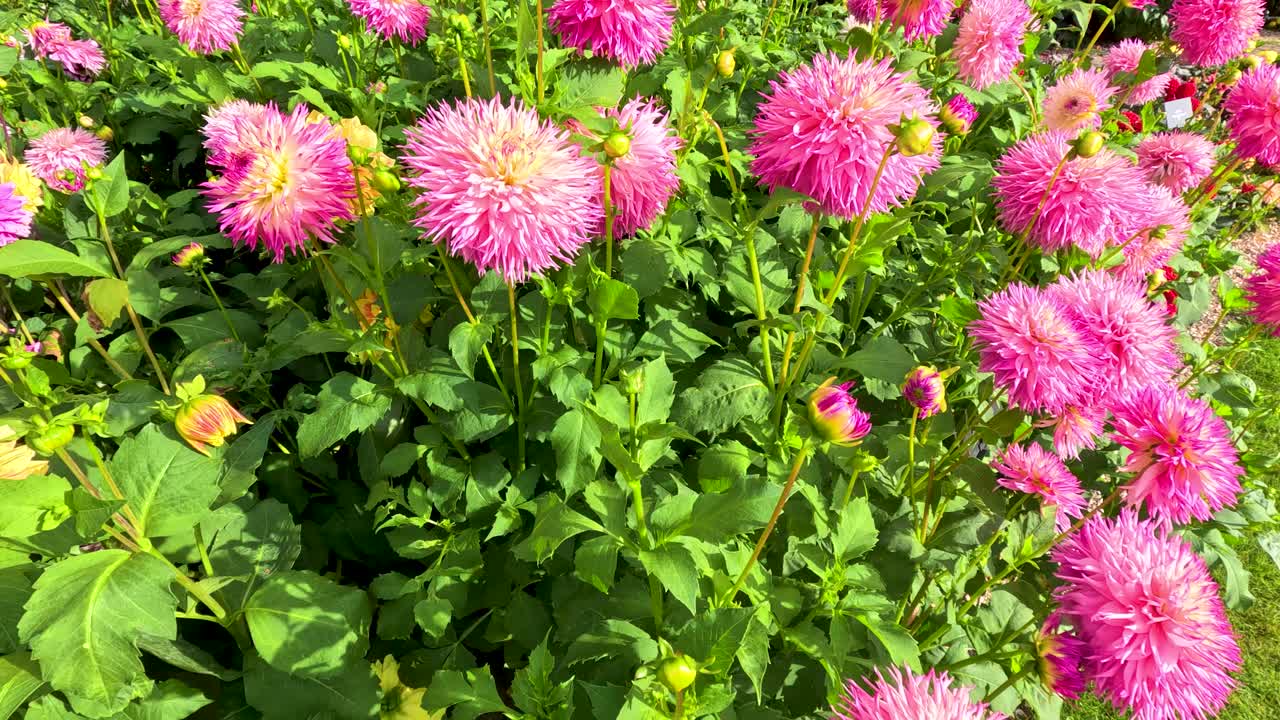 Vivid pink dahlias sway in sunlight, surrounded by lush green foliage and immersive garden movement