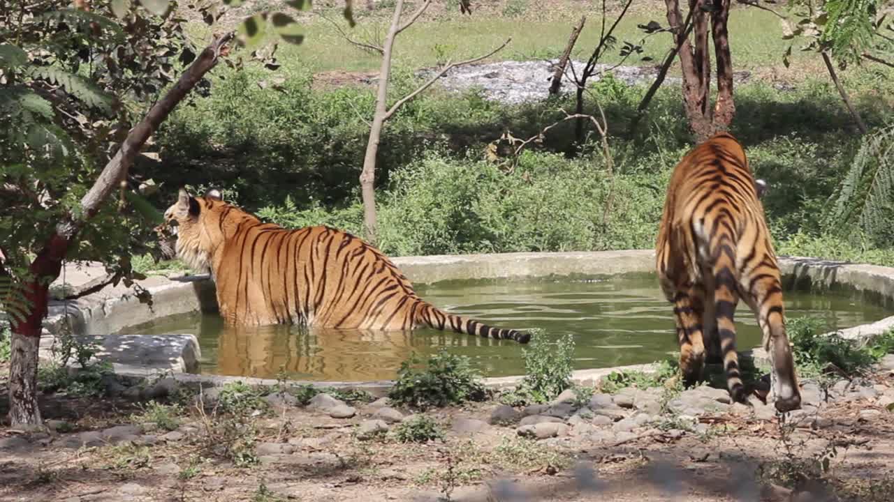 Two young Bangal tigers in water pond in zoo park in summer season in India I couple of Bangal tigers in Zoo park in India