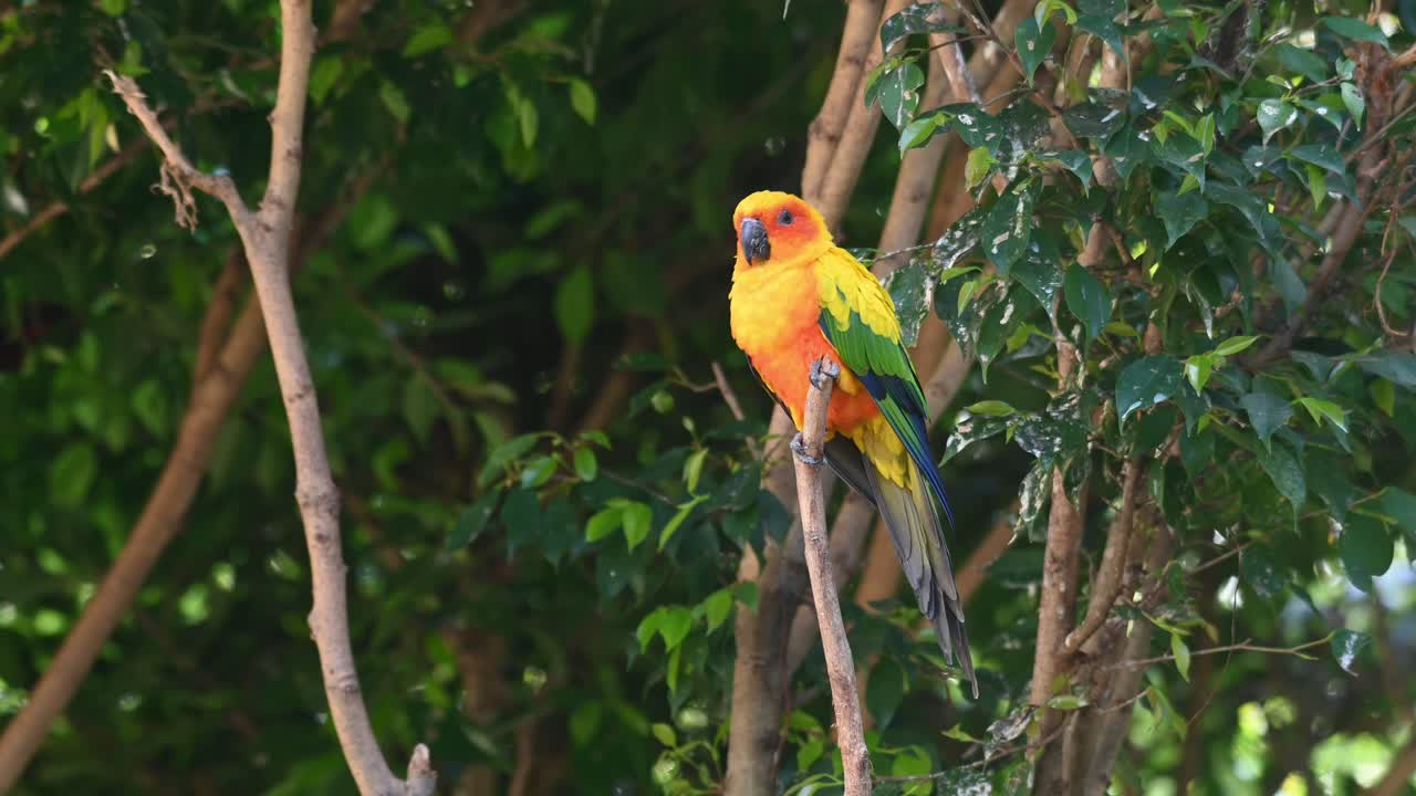 encaramado en lo alto de una rama desnuda guiñando el ojo casi somnoliento y luego mira a su alrededor, sol conure o periquito solar, aratinga solstitiali, sudamérica