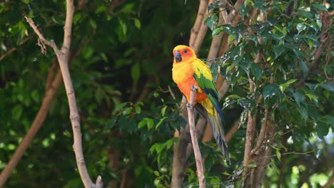 Encaramado-En-Lo-Alto-De-Una-Rama-Desnuda-Guiñando-El-Ojo-Casi-Somnoliento-Y-Luego-Mira-A-Su-Alrededor,-Sol-Conure-O-Periquito-Solar,-Aratinga-Solstitiali,-Sudamérica