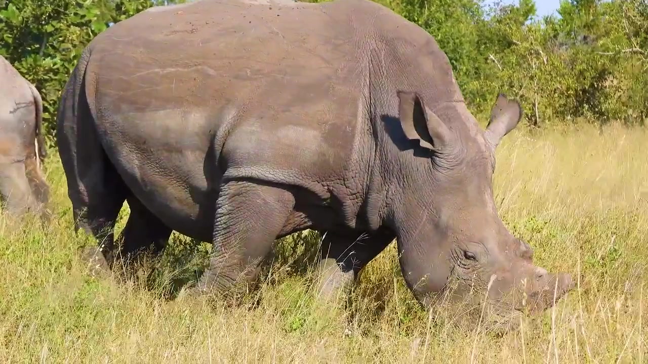 Rinoceronte bianco in Sudafrica, che pascola sull'erba nella savana, primo piano frontale mentre bruca e mastica.