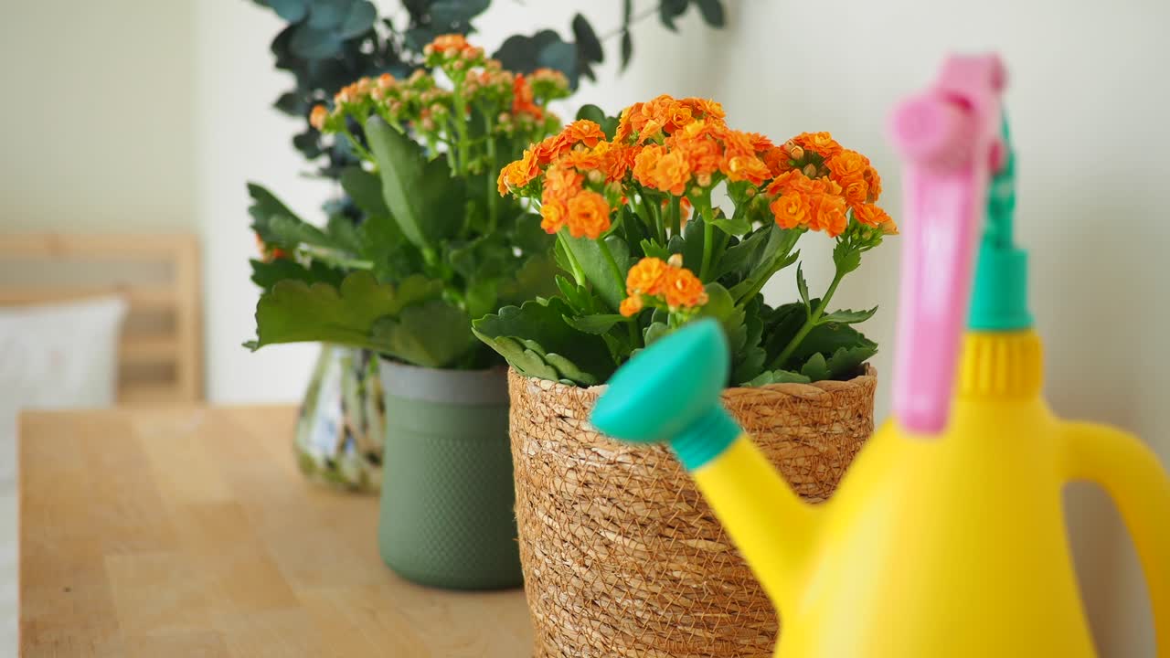 Vibrant Orange Potted Kalanchoe Flowers with a Watering Can on a Table