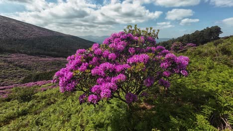 Irlanda-Lugares-épicos-Rododendro-En-Lo-Alto-De-Las-Montañas-De-La-Cordillera-Knockmealdown-Rosa-Vibrante-En-Un-Mar-De-Verde