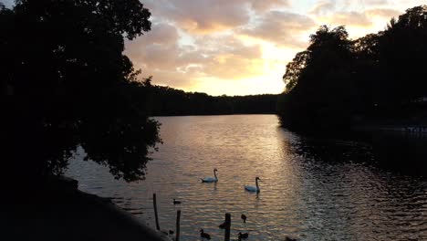 Una-Pareja-De-Cisnes,-Familia-De-Patos,-Gran-Cielo