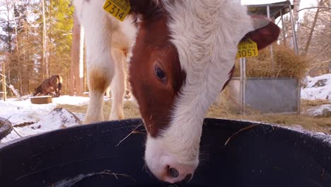 slow motion shot of cute cow drinking ice cold water from bucket outdoors in winter