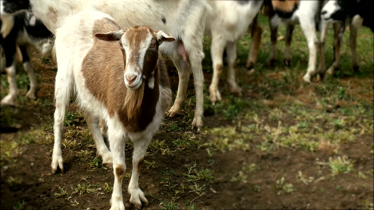 농장에서 재미있는 염소. 자연 목초지에서 염소 무리. 야생 동물과 생태.